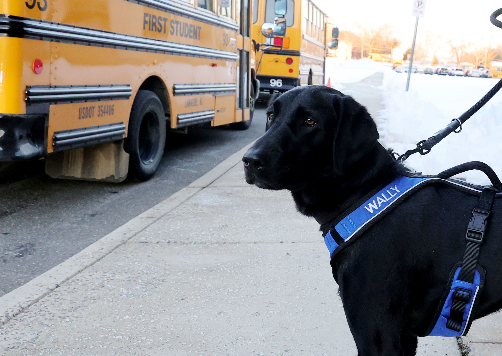 Wally Therapy Dog